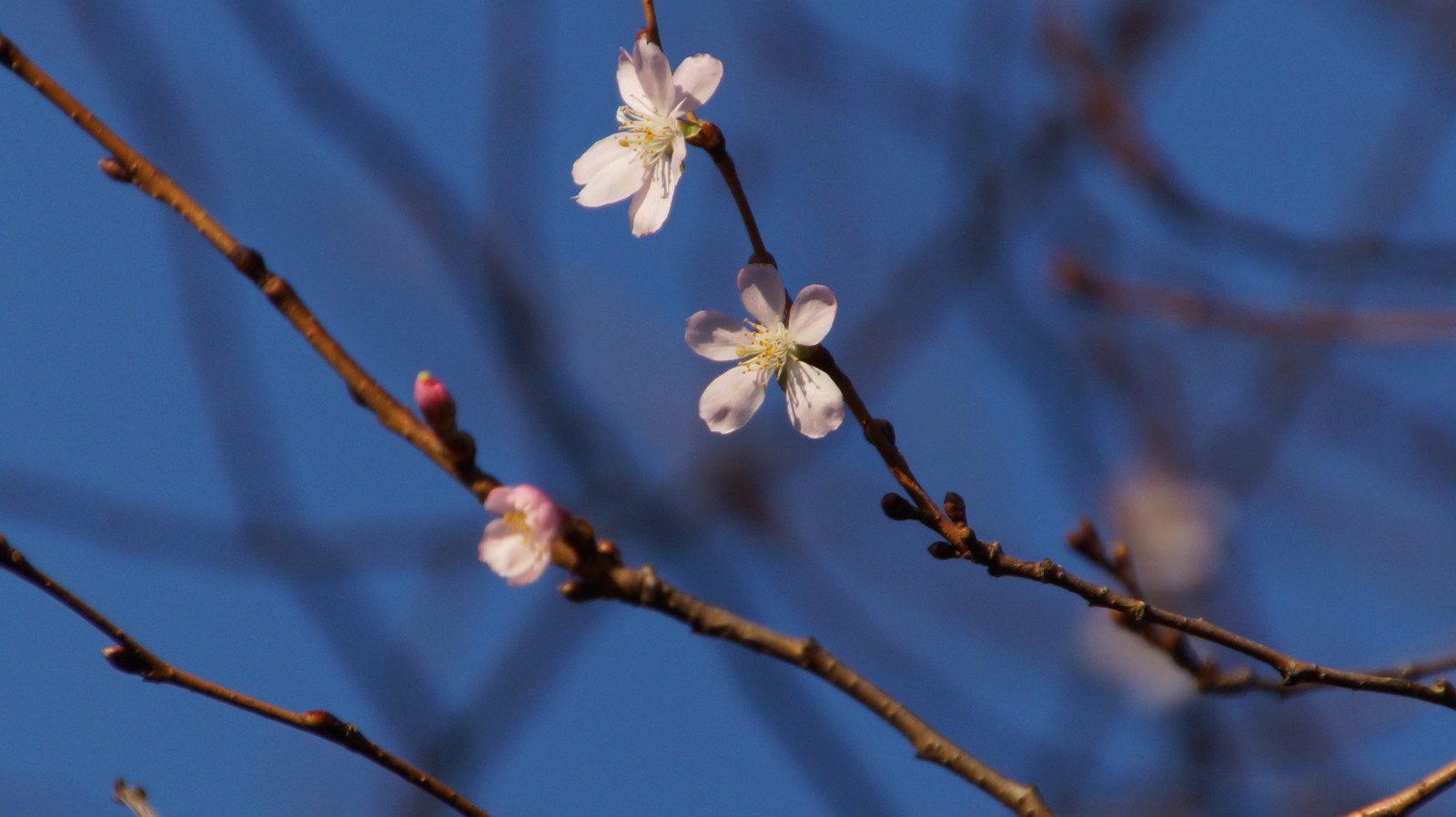 Blüten im Dezember